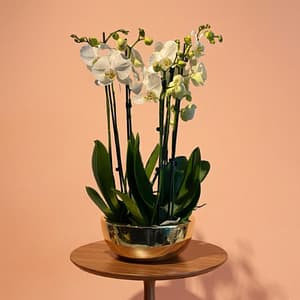 3 orchids in a gold platinum pot
