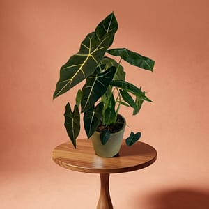 Alocasia frydek