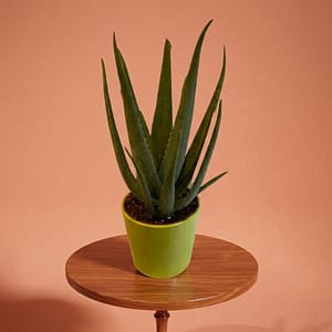 Aloe vera