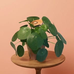 Pilea Peperomioides / Chinese Money Plant