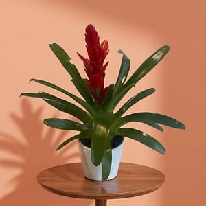 Bromeliad