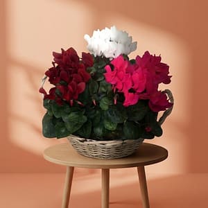 Cyclamen Mix in Basket