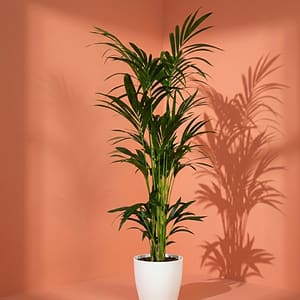Kentia Palm in pot 125cm