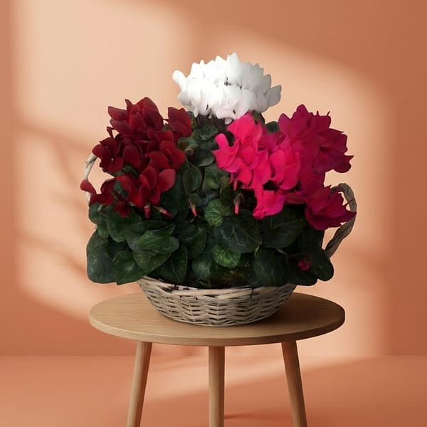 Cyclamen Mix in Basket