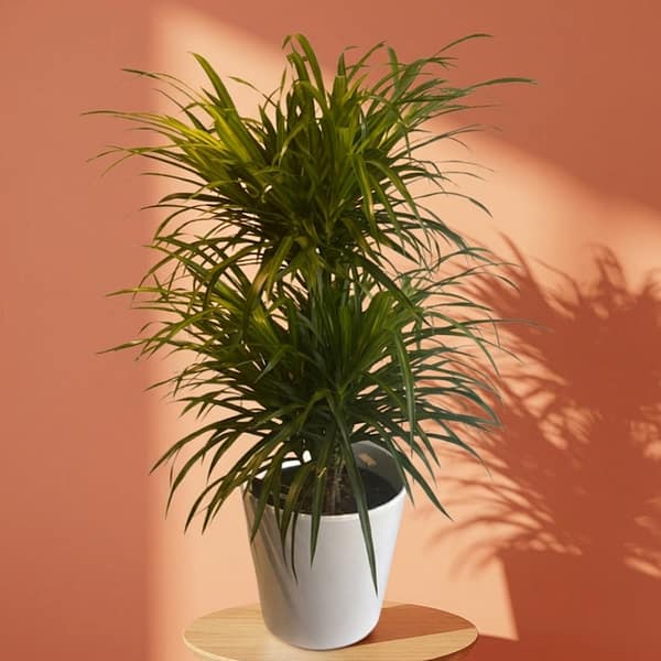 Dracaena Reflexa 70/80 cm