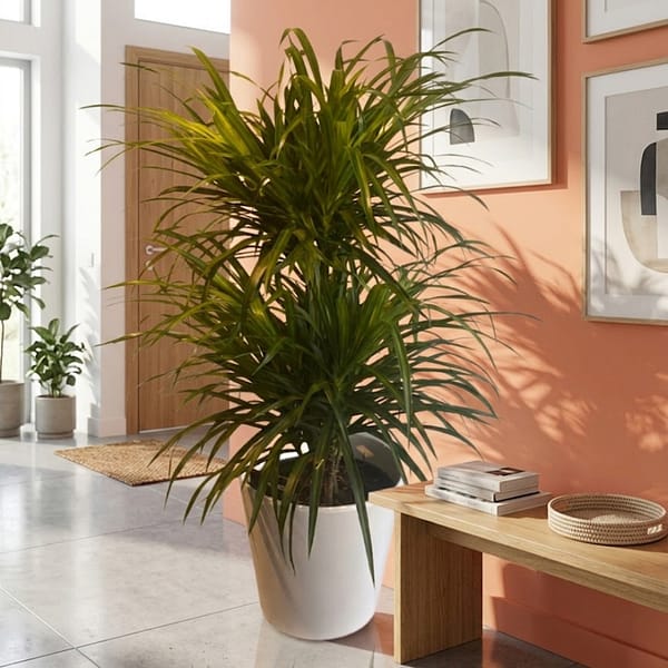 Dracaena Reflexa 70/80 cm
