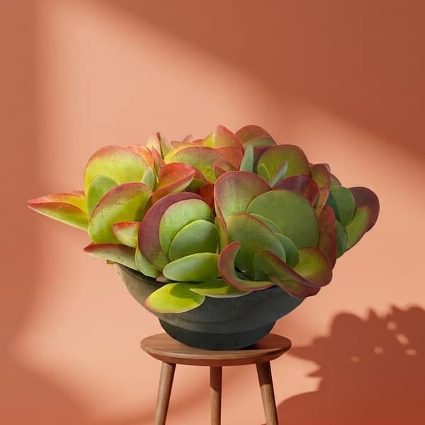 Kalanchoe leaf