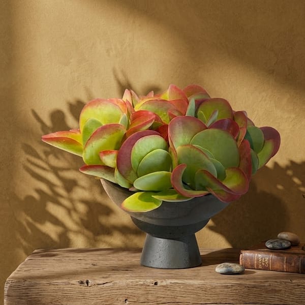 Kalanchoe leaf