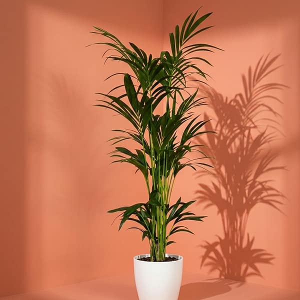 Kentia Palm in pot 125cm